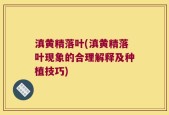 滇黄精落叶(滇黄精落叶现象的合理解释及种植技巧)