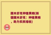 图木舒克种植黄精(新疆图木舒克：种植黄精，助力农民增收)