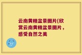 云南黄精盆景图片(欣赏云南黄精盆景图片，感受自然之美