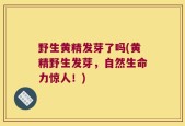 野生黄精发芽了吗(黄精野生发芽，自然生命力惊人！)