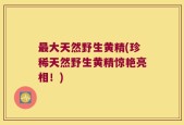 最大天然野生黄精(珍稀天然野生黄精惊艳亮相！)