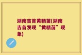 湖南吉首黄精苗(湖南吉首发现“黄精苗”现象)