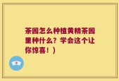 茶园怎么种植黄精茶园里种什么？学会这个让你惊喜！)
