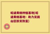 昭通黄精种植基地(昭通黄精基地：助力贫困山区脱贫致富)
