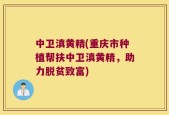 中卫滇黄精(重庆市种植帮扶中卫滇黄精，助力脱贫致富)