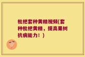 枇杷套种黄精视频(套种枇杷黄精，提高果树抗病能力！)
