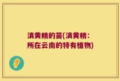 滇黄精的苗(滇黄精：所在云南的特有植物)