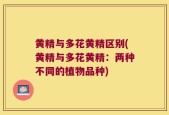 黄精与多花黄精区别(黄精与多花黄精：两种不同的植物品种)