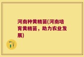 河南种黄精苗(河南培育黄精苗，助力农业发展)