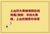 上山挖大黄精视频在线观看(视频：寻找大黄精，上山挖掘奇珍异草)