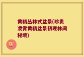 黄精丛林式盆景(珍贵凌霄黄精盆景初现林间秘境)