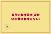 蓝莓树套种黄精(蓝莓树和黄精套种可行吗)