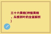 三十六黄精(种植黄精，从根到叶的全面解析)