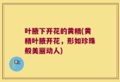 叶腋下开花的黄精(黄精叶腋开花，形如珍珠般美丽动人)