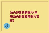 汕头野生黄精图片(精美汕头野生黄精照片赏析)