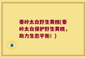 秦岭太白野生黄精(秦岭太白保护野生黄精，助力生态平衡！)
