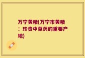 万宁黄精(万宁市黄精：珍贵中草药的重要产地)