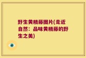 野生黄精藤图片(走近自然：品味黄精藤的野生之美)