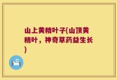 山上黄精叶子(山顶黄精叶，神奇草药益生长)