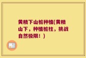 黄精下山桩种植(黄精山下，种植桩柱，挑战自然极限！)