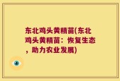 东北鸡头黄精苗(东北鸡头黄精苗：恢复生态，助力农业发展)
