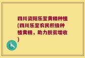 四川资阳乐至黄精种植(四川乐至农民积极种植黄精，助力脱贫增收)