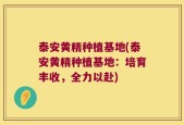 泰安黄精种植基地(泰安黄精种植基地：培育丰收，全力以赴)