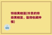 特级黄精苗(珍贵的特级黄精苗，值得收藏种植)