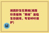 湘西野生花黄精(湘西珍贵植物“黄精”面临生存困境，专家呼吁保护)