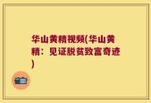 华山黄精视频(华山黄精：见证脱贫致富奇迹)