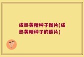 成熟黄精种子图片(成熟黄精种子的照片)