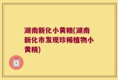 湖南新化小黄精(湖南新化市发现珍稀植物小黄精)