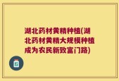 湖北药材黄精种植(湖北药材黄精大规模种植成为农民新致富门路)