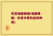 天然地藏黄精(地藏黄精：珍贵中草药成效神奇)