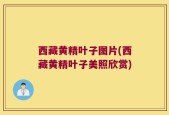 西藏黄精叶子图片(西藏黄精叶子美照欣赏)