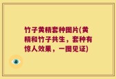竹子黄精套种图片(黄精和竹子共生，套种有惊人效果，一图见证)