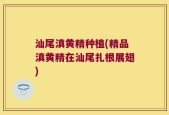汕尾滇黄精种植(精品滇黄精在汕尾扎根展翅)