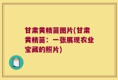 甘肃黄精苗图片(甘肃黄精苗：一张展现农业宝藏的照片)