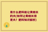 用什么肥料能让黄精长的大(如何让黄精长得更大？肥料知识解析)