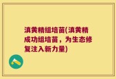 滇黄精组培苗(滇黄精成功组培苗，为生态修复注入新力量)