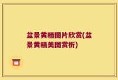 盆景黄精图片欣赏(盆景黄精美图赏析)