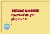 条形黄精(黄精条形根的功效与作用 youpinpin.com)