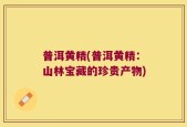 普洱黄精(普洱黄精：山林宝藏的珍贵产物)