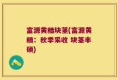 富源黄精块茎(富源黄精：秋季采收 块茎丰硕)