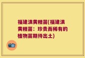 福建滇黄精苗(福建滇黄精苗：珍贵而稀有的植物苗期待出土)