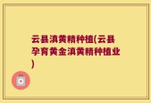 云县滇黄精种植(云县孕育黄金滇黄精种植业)