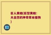 巨人黄精(巨型黄精：大自然的神奇草本植物)