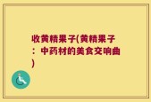 收黄精果子(黄精果子：中药材的美食交响曲)