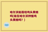 哈尔滨能栽培鸡头黄精吗(能在哈尔滨种植鸡头黄精吗？)