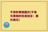 干姜形黄精图片(干姜与黄精的完美组合：图片展示)